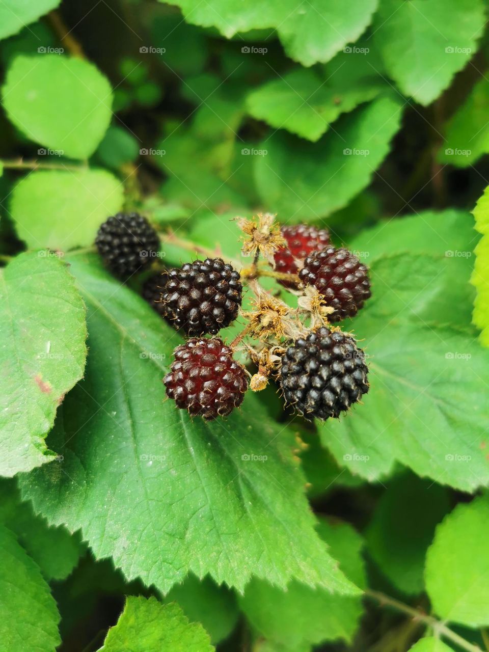Wild berries