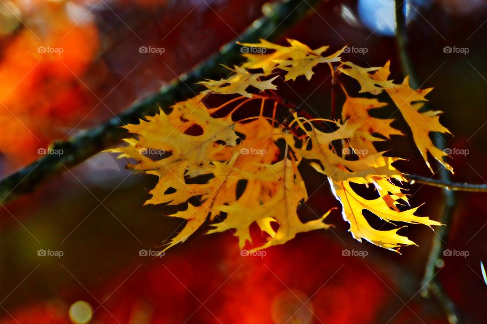 close up of fall colored leaves with a red background