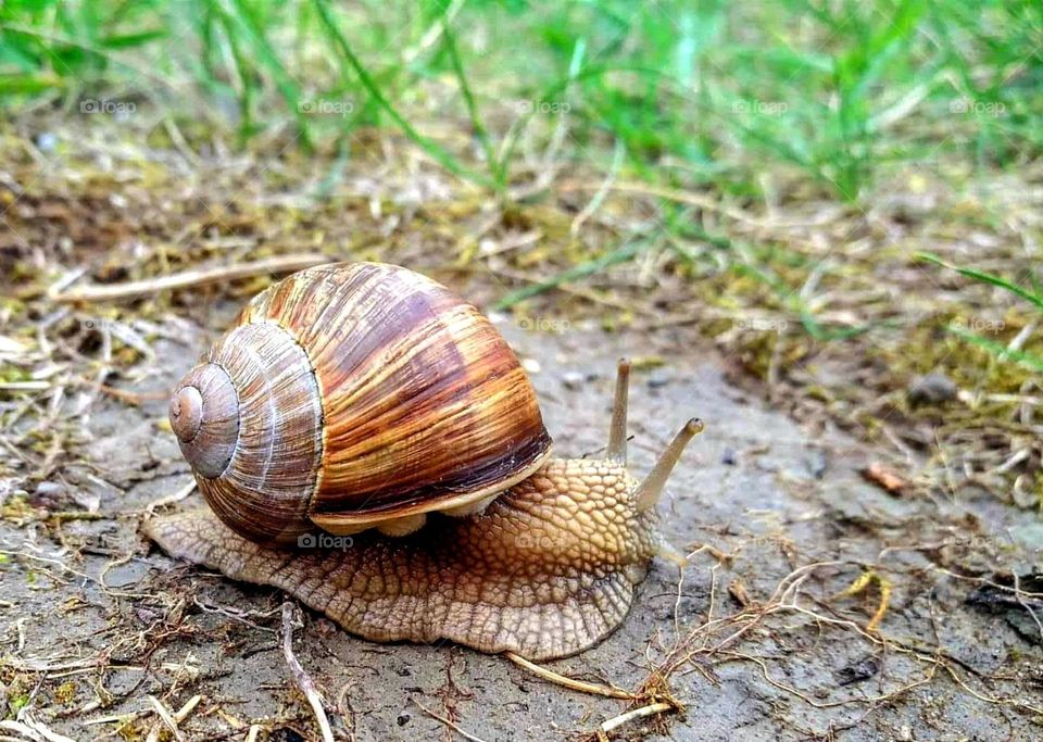 Snail