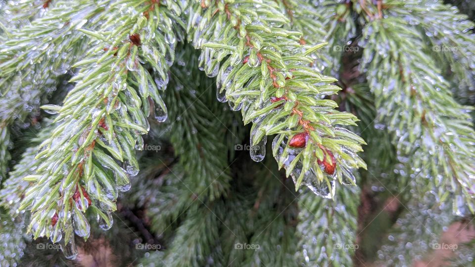 frozen water on pine branches