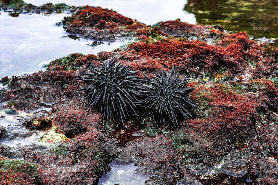 Sea urchins in coral