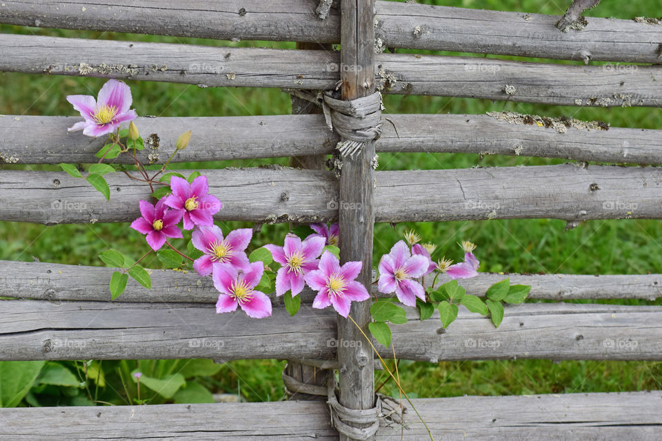 Denver flower