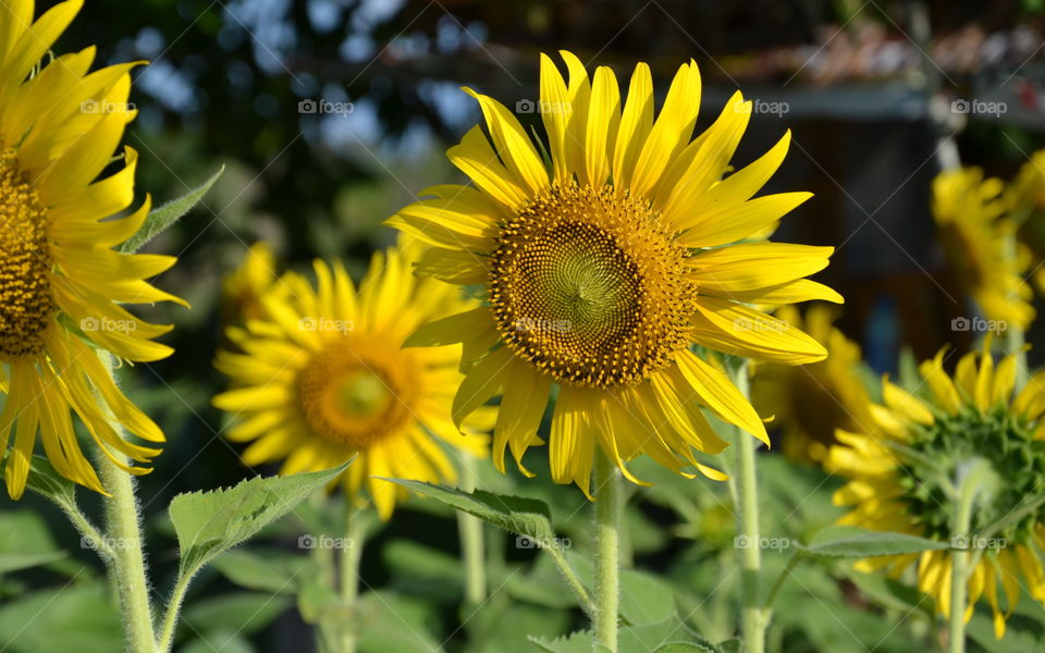 sunflowers