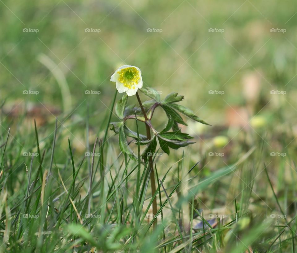 Wood anemone 