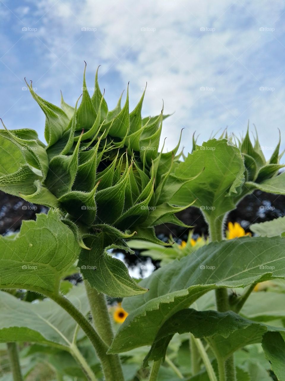 sunflowers