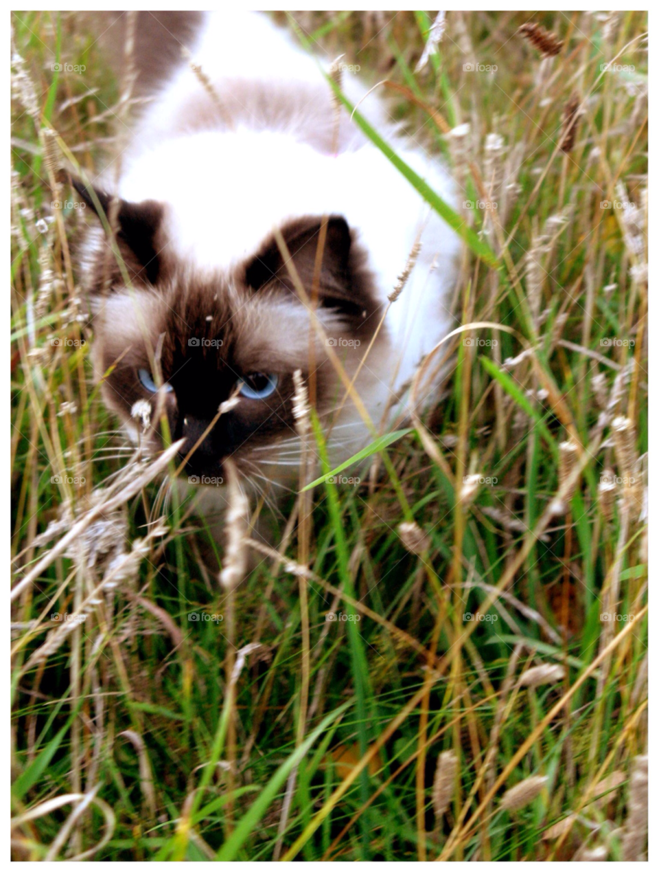 visby grass cat playing by rauknrolla