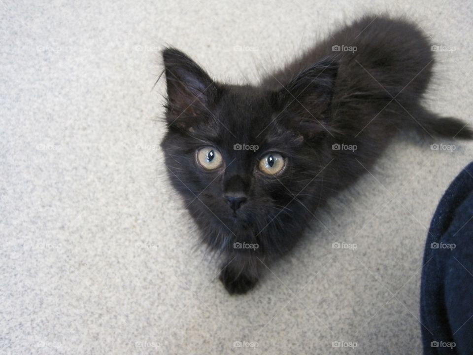 Black kitten 