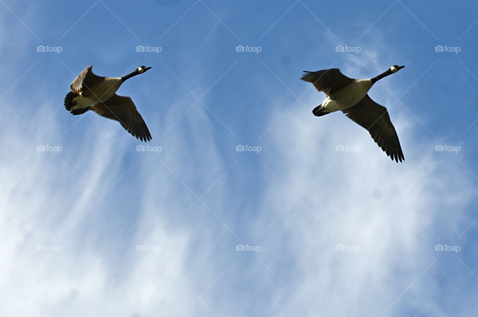 nature birds flying canada by lightanddrawing
