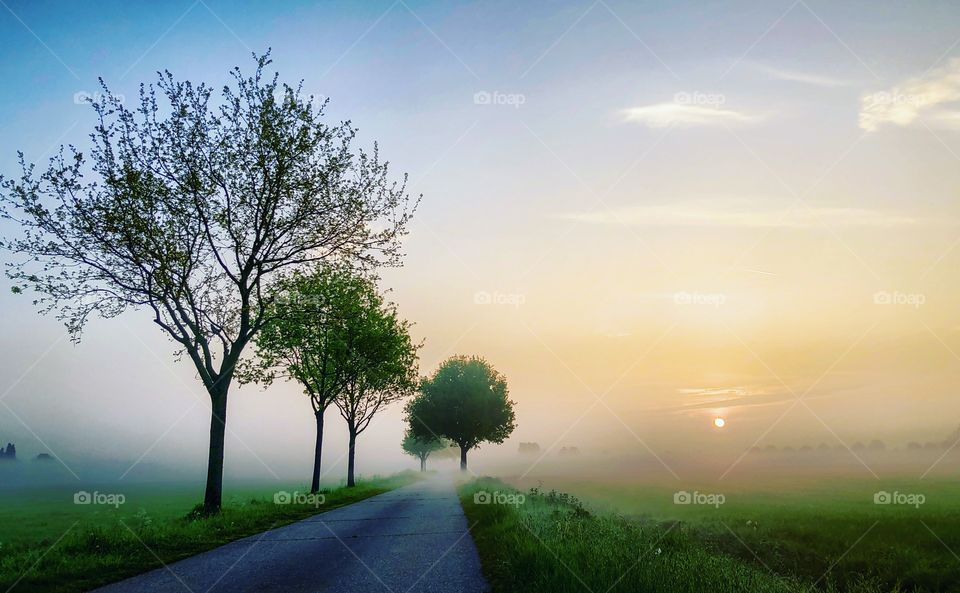 Early morning sunrise giving a golden glow in the morning moist over the fresh green meadow and the tree sided country road