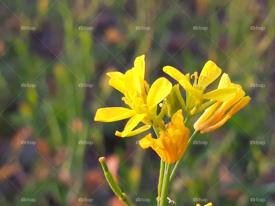 Mustard flowers