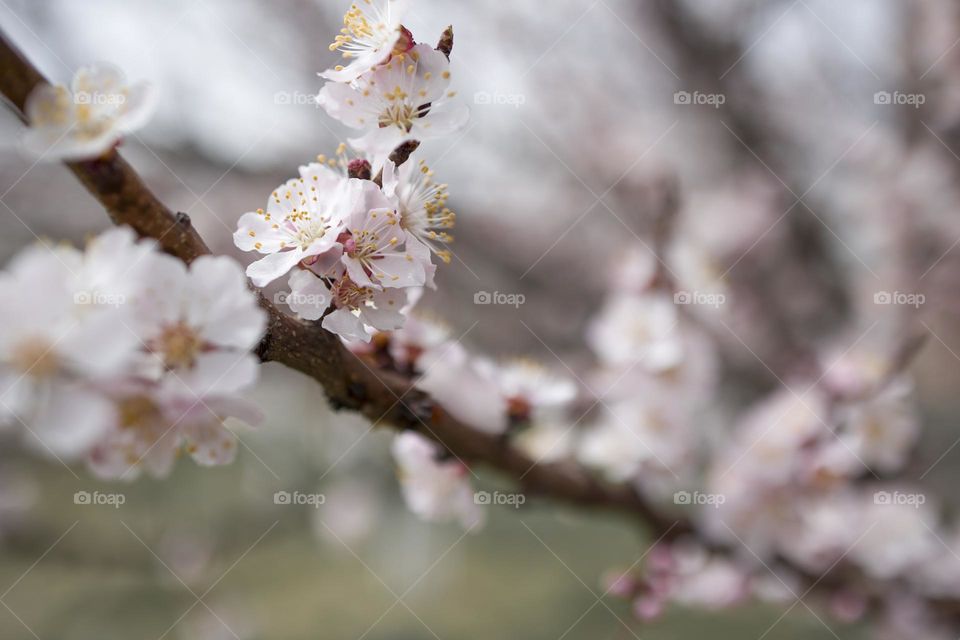 Apricot blossom in spring season . Macro shot . Selective focus