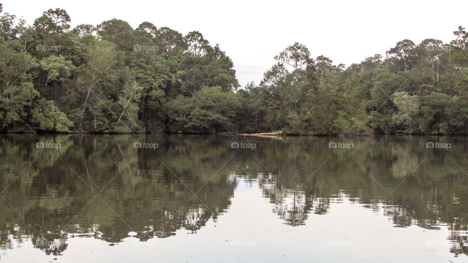 Reflection of trees in a lake 