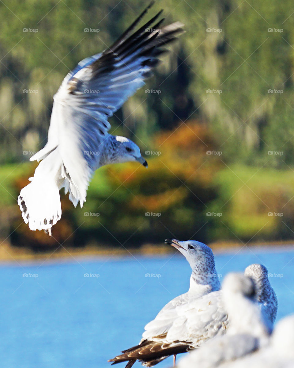 Gull coming in for a landing