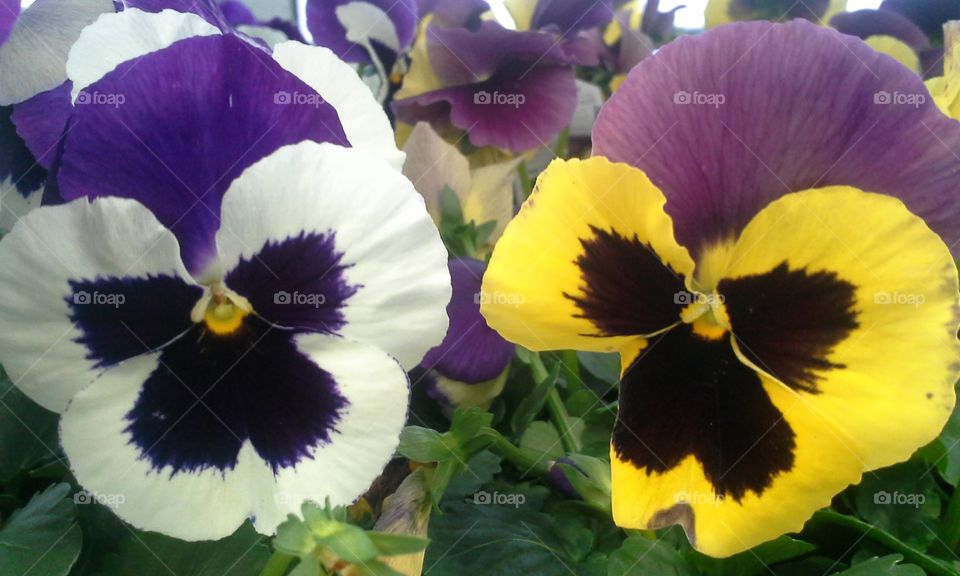 Purple yellow and white pansy duo