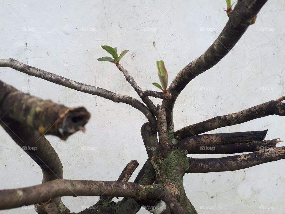 a plant that has not grown its flowers