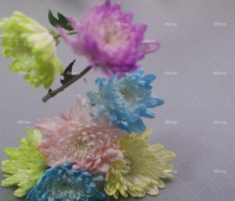 Floral Chrysanthemum Drop of pastel colors contrasted by a soft grey background 