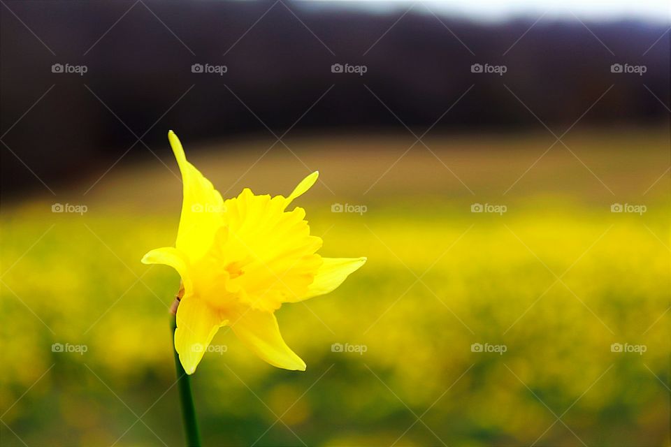 A beautiful daffodil on a spring day.