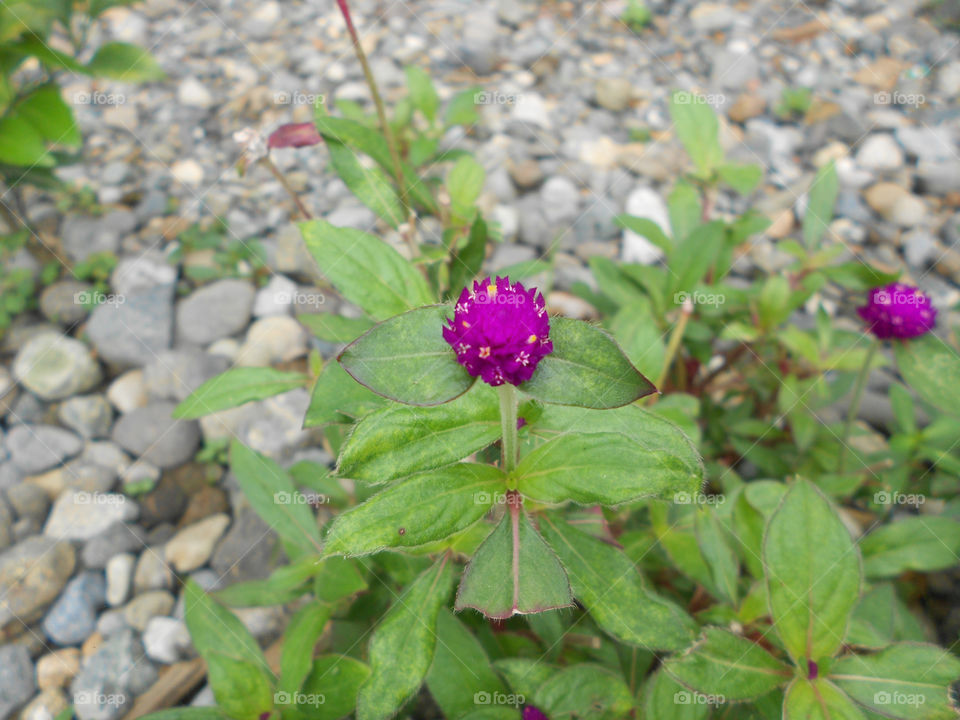 Cute Purple Flower Shining in My Garden