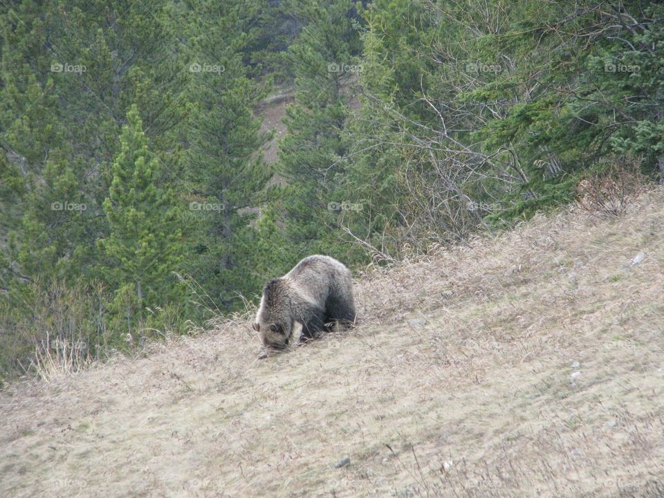 Grizzly strolling down the hill