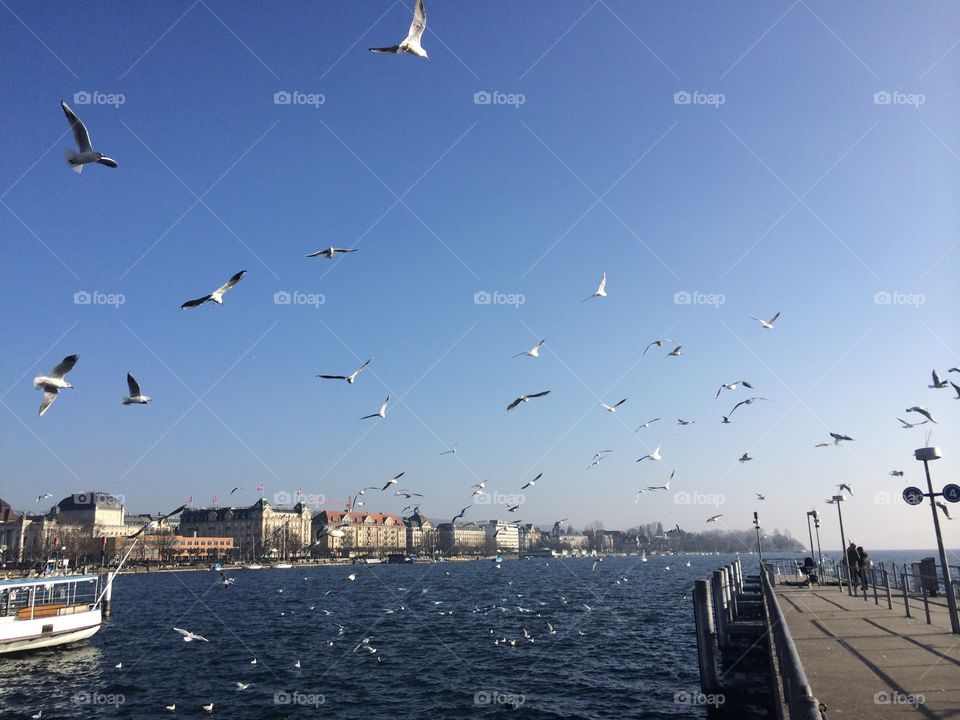 Seagulls flying over sea