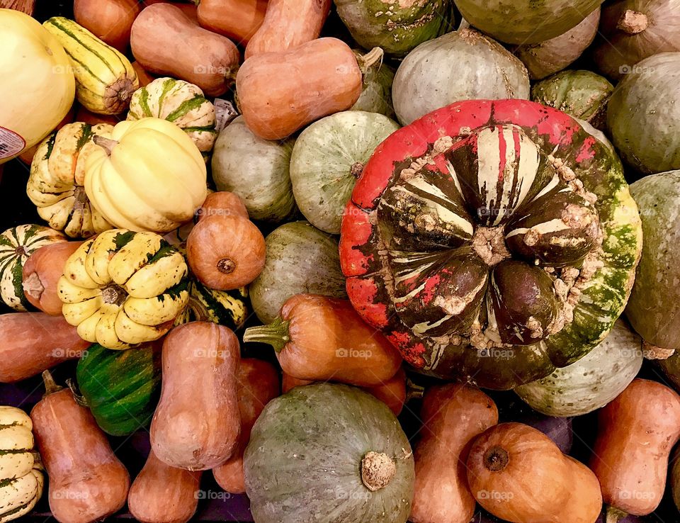 High angle view of pumpkins