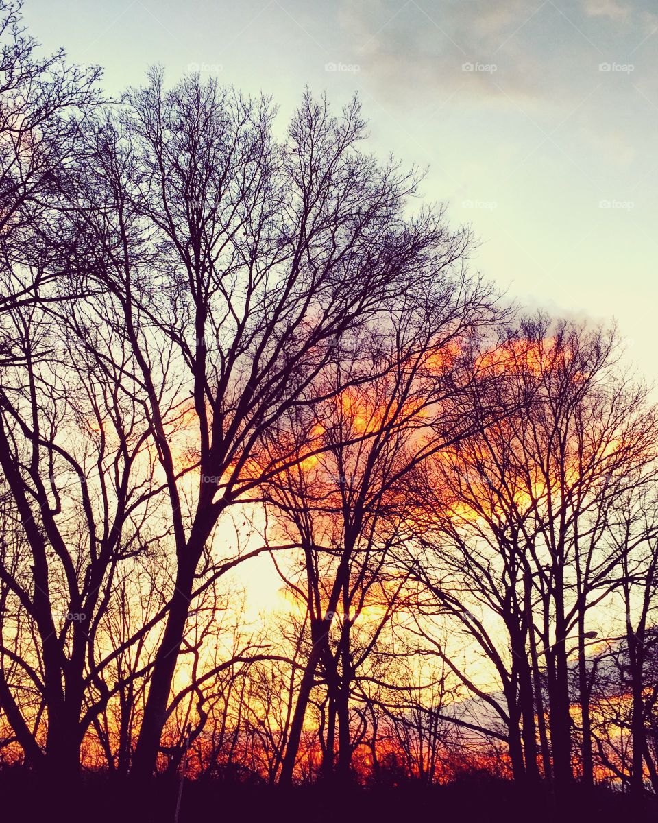 Silhouette of bare trees at sunset