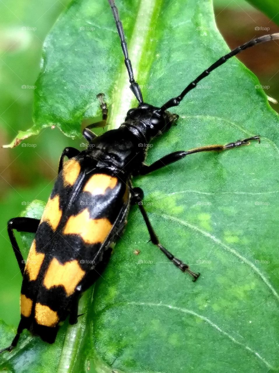 Schwarz gelber Käfer