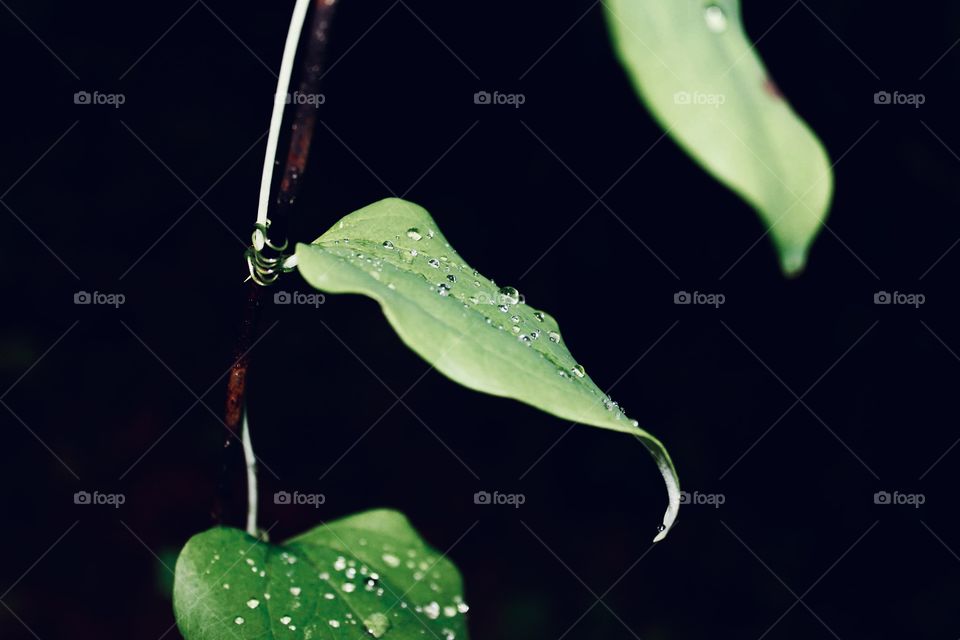 Droplets on leafs 