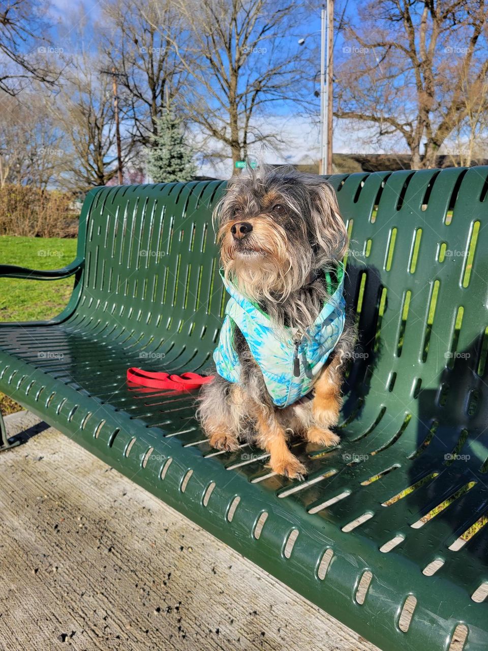 Dog on a Bench