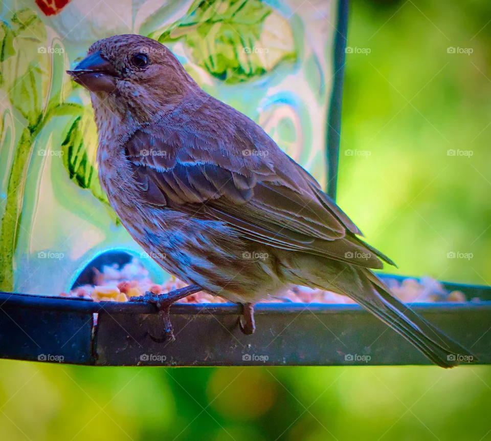 Bird