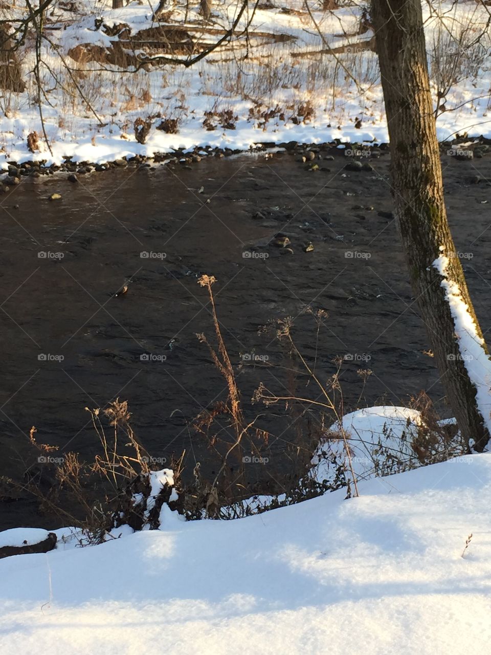 Icy Pennsylvania stream