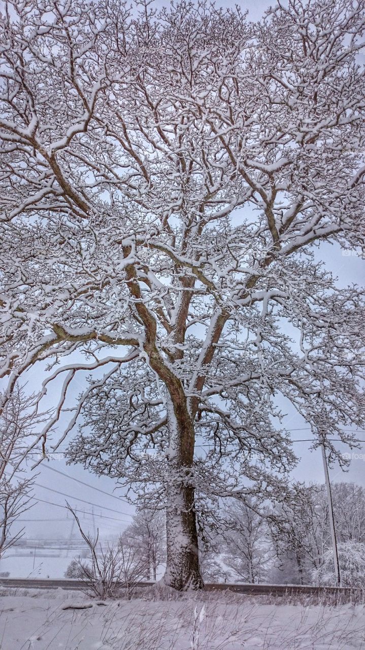 snowy oaktree