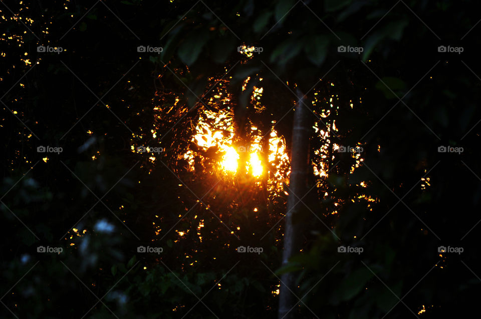 The sunset shining down inside the forest