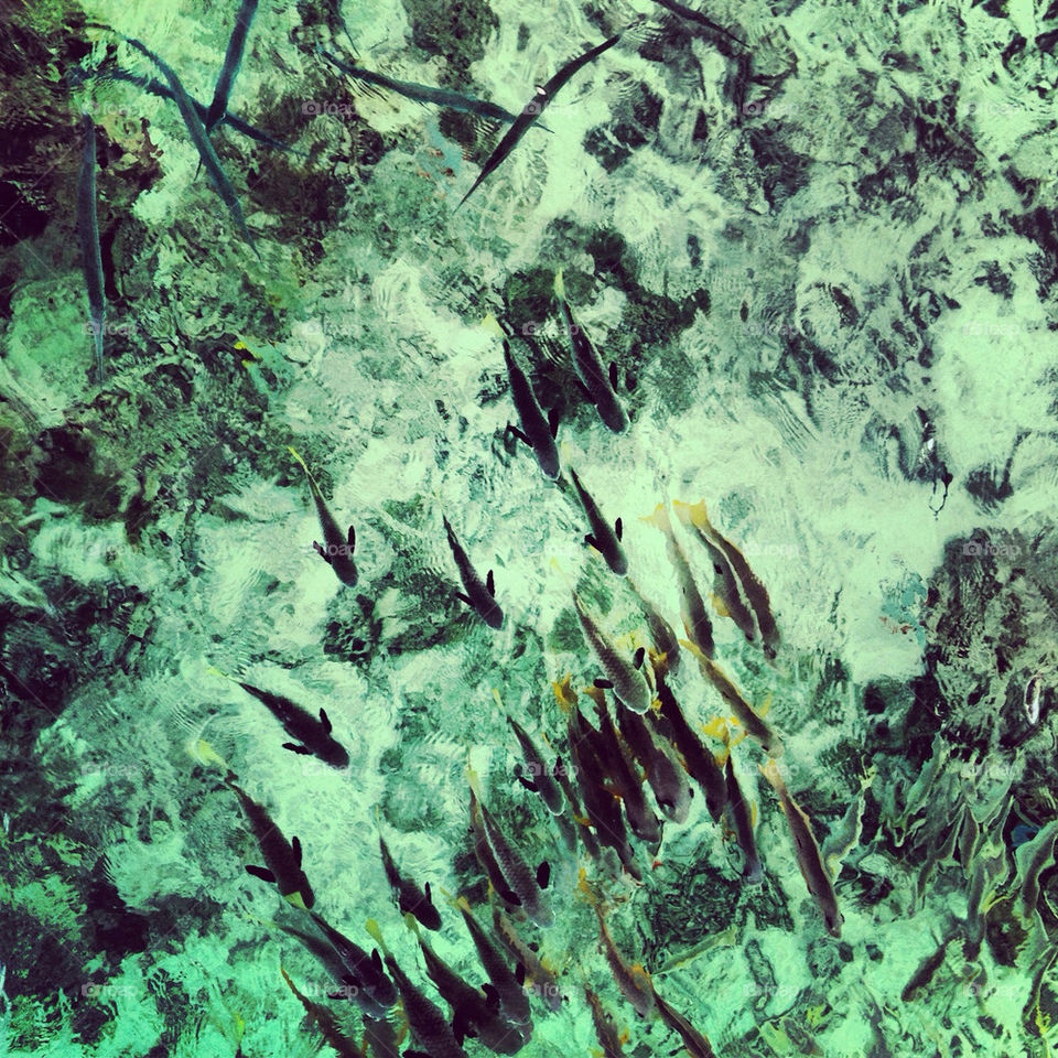 tikehau ocean fish underwater by theemuki