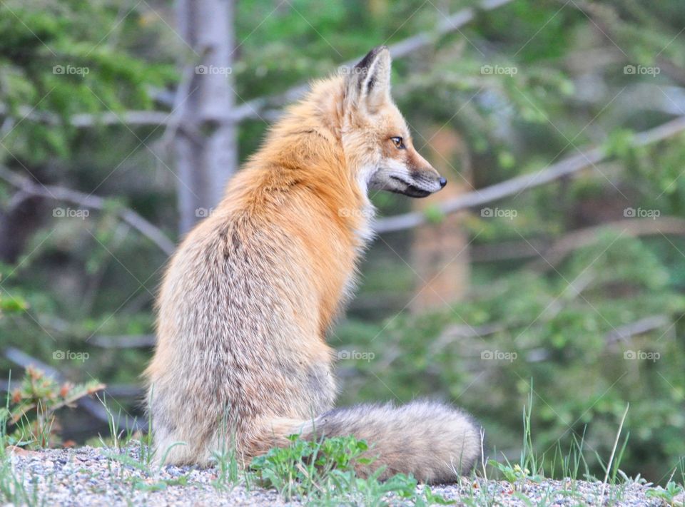 A red fox looking away from the camera. He sits in a forest, surrounded by green. He is fluffy and healthy.