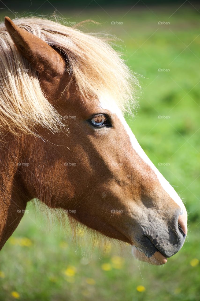 Iceland horse enjoying the sunshine 