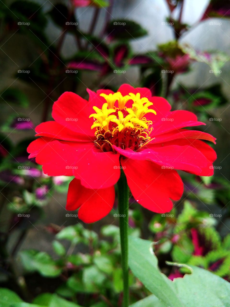Zinnia flower Red by Geyol Sisalak