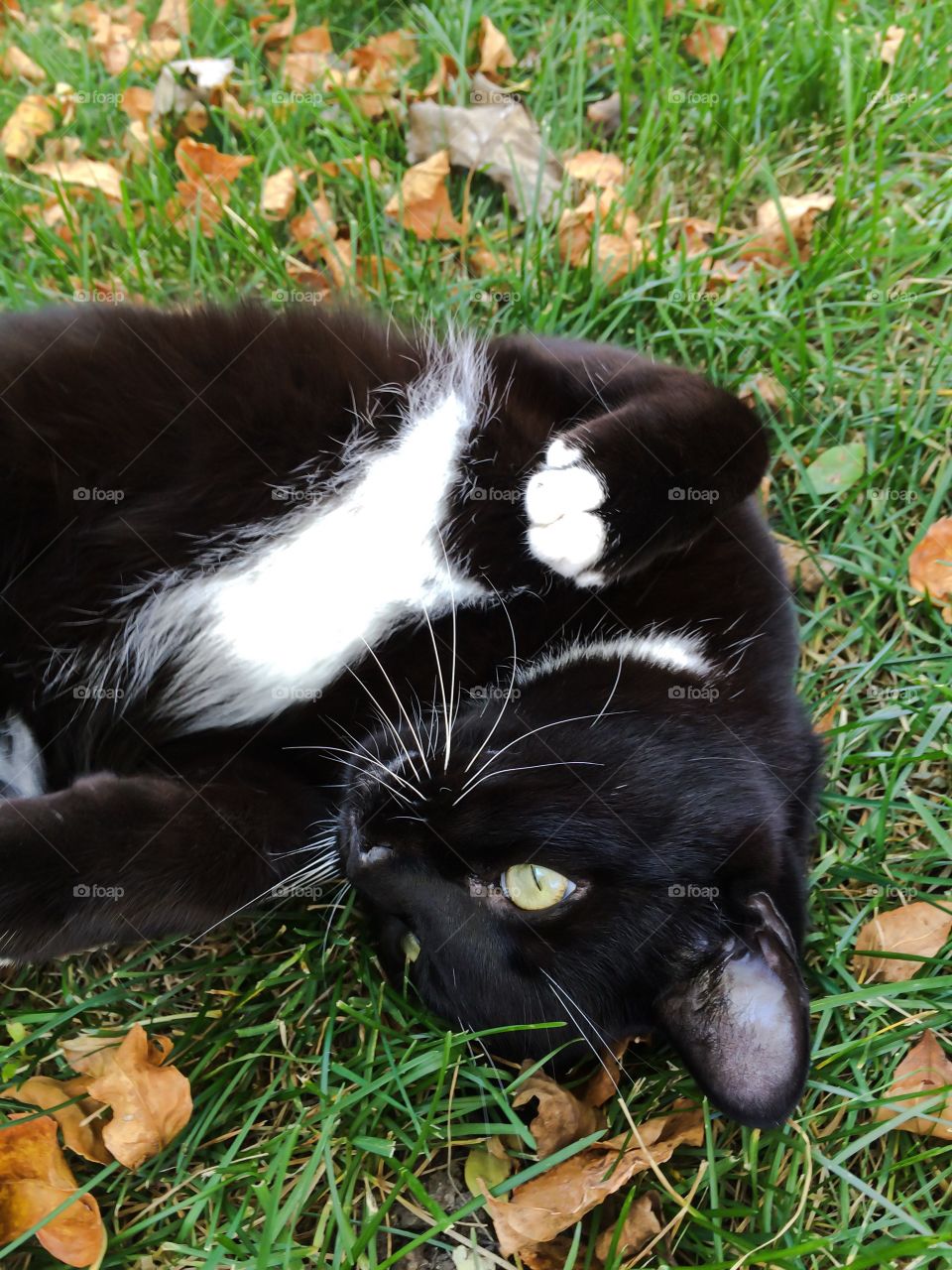 Cat in the grass