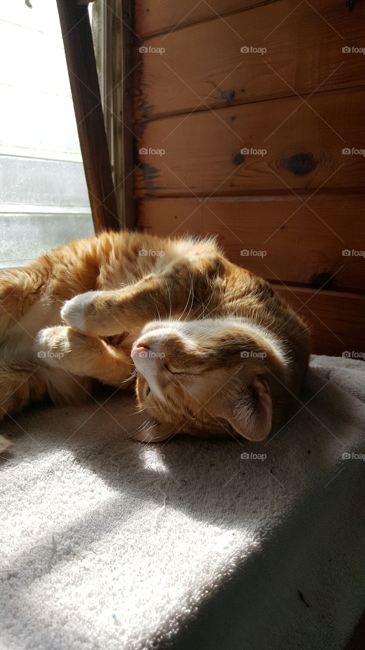 sleeping cat in the sun