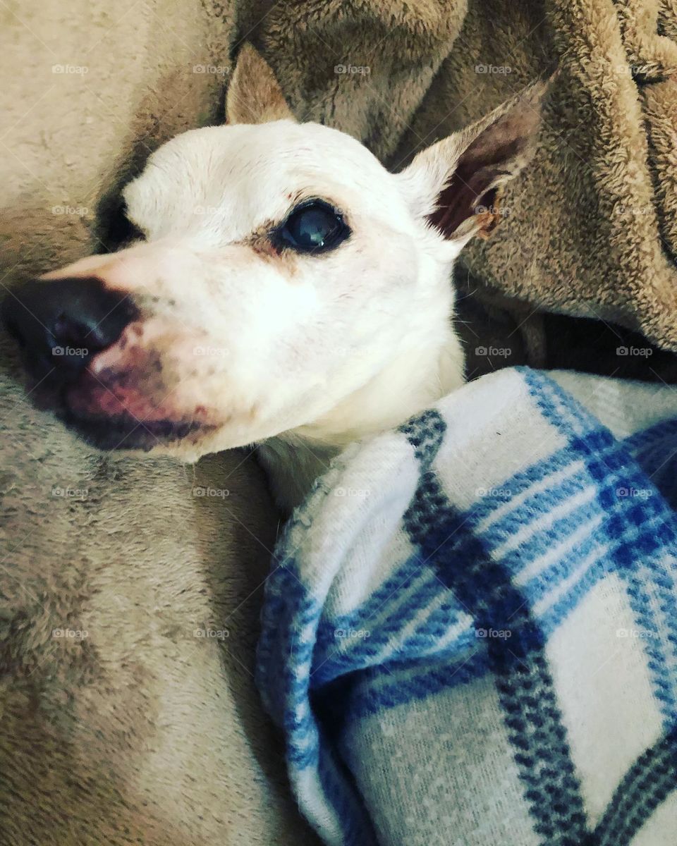 Our dog resting now in heaven 