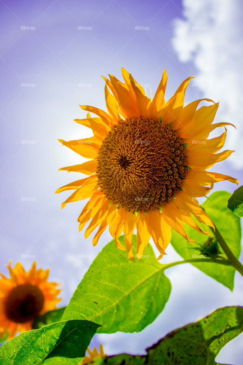 the yellow color of my sunflower shines