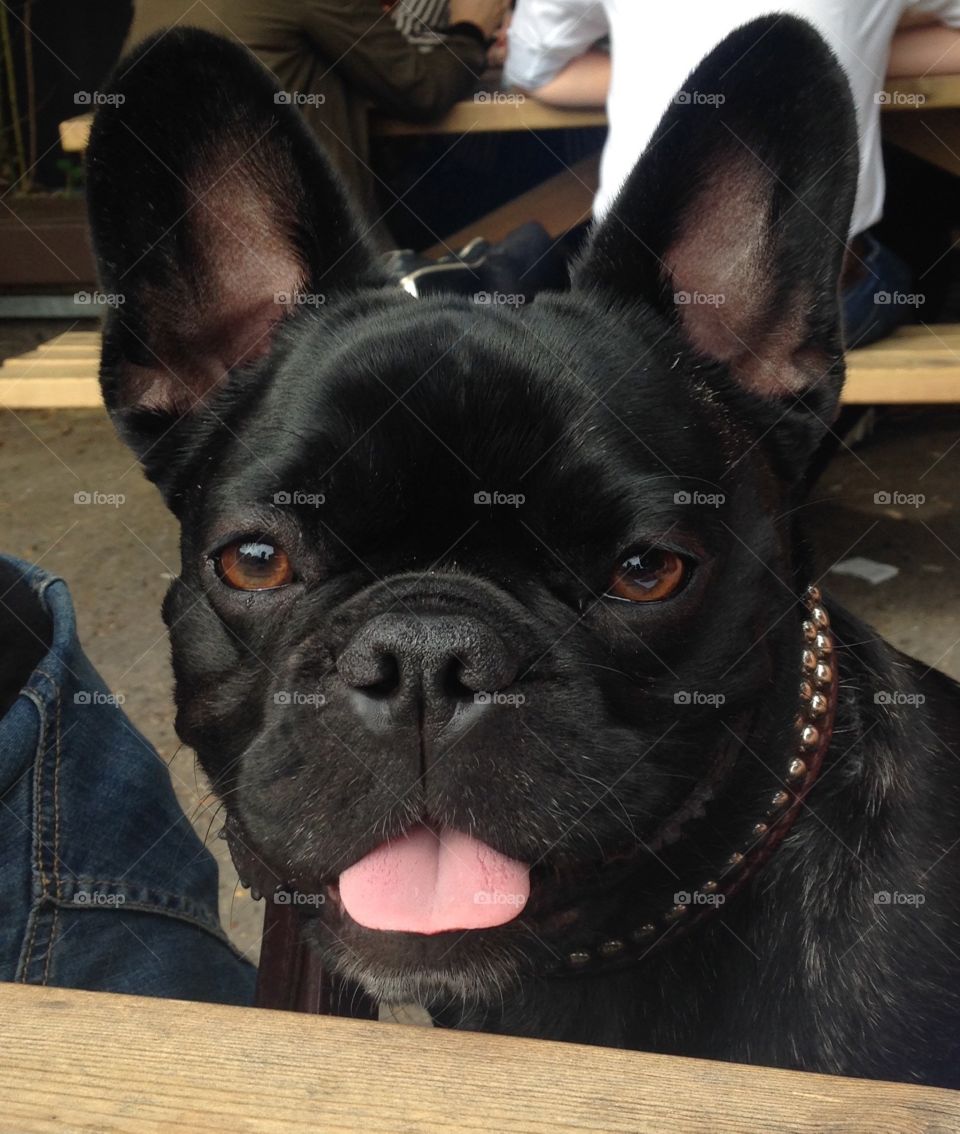 Cute French bull dog 