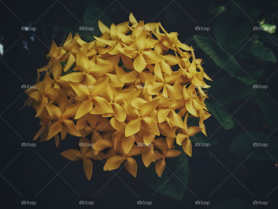 yellow buddleia