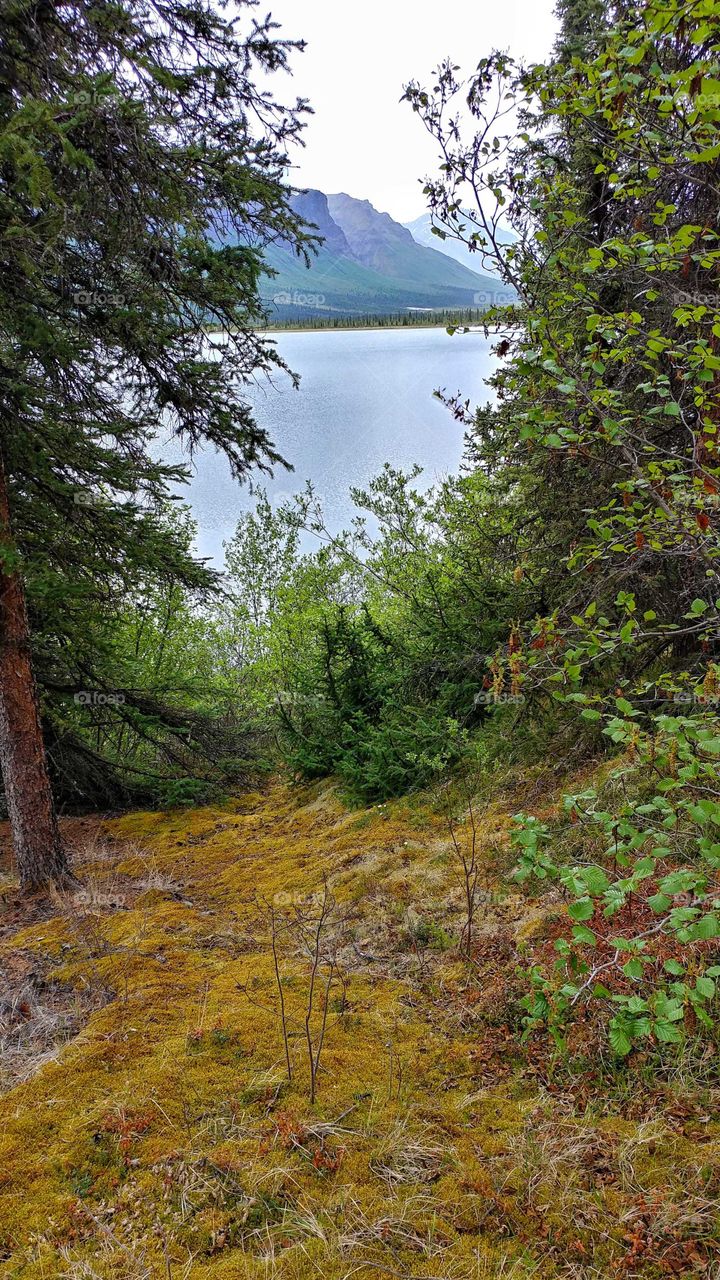 Wilderness tundra leads to an Alaskan deep water lake in the early summer.