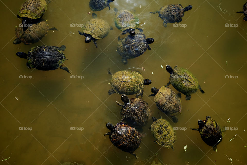 Yellow bellied slider turtle feeding frenzy at a pond in Arapahoe North Carolina   
