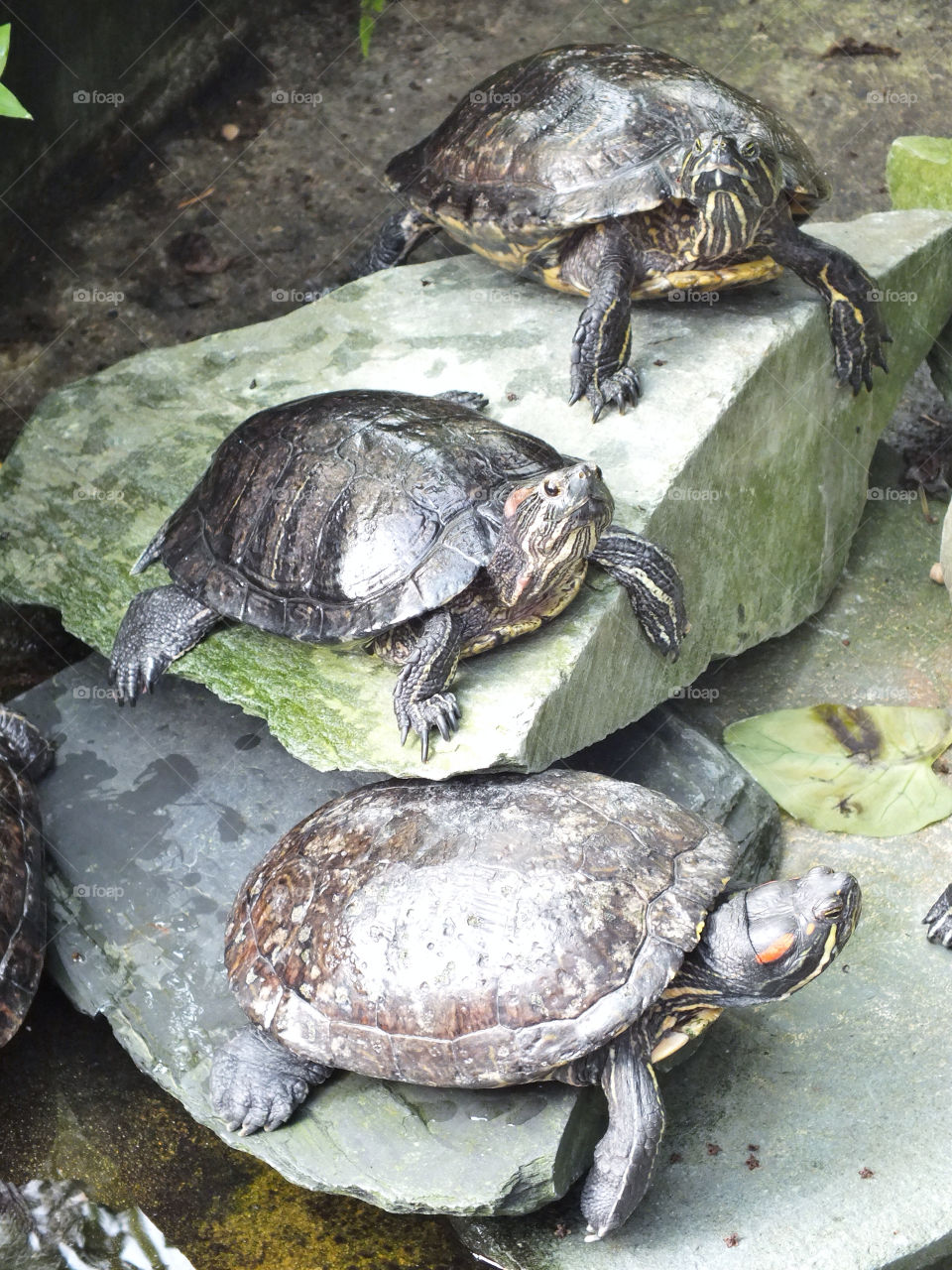 rocks turtle amphibian by emmam