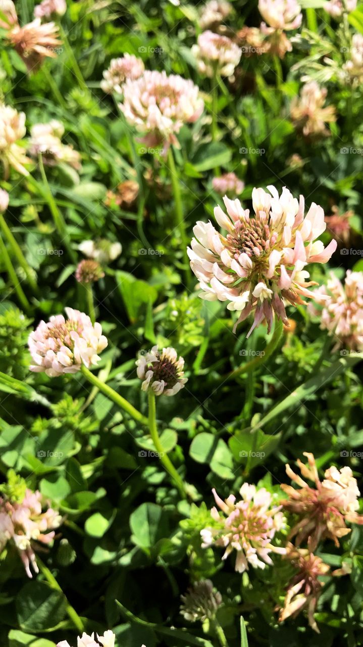 Close-up of a clover blossom in a grass field 