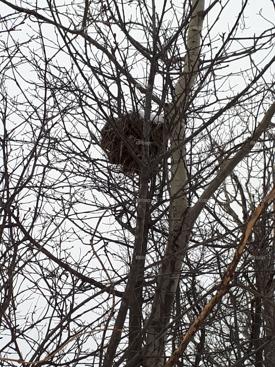 Birds Nest Rundle Truble