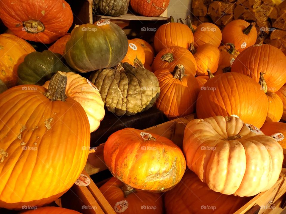 Fall Pumpkins