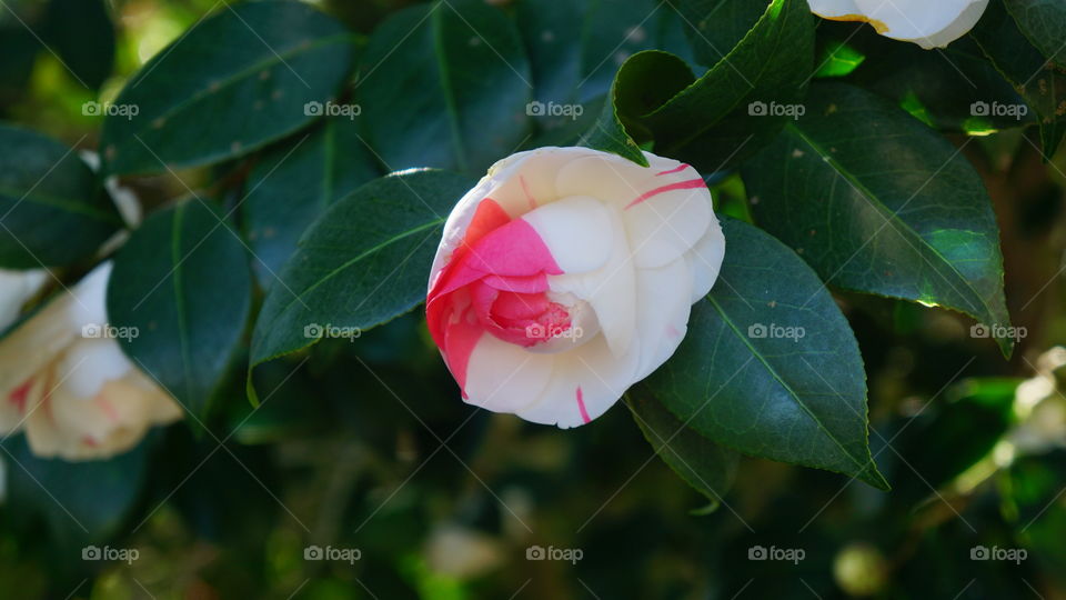 flowering bud